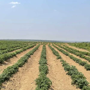 Exploring the Lush Green Vegetable Farm of Quang Linh Vlogs in Africa - image 5