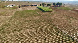 Exploring the Lush Green Vegetable Farm of Quang Linh Vlogs in Africa - image 10