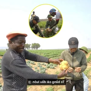 Exploring the Lush Green Vegetable Farm of Quang Linh Vlogs in Africa - image 7