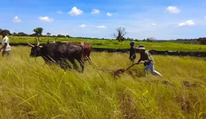 Exploring the Lush Green Vegetable Farm of Quang Linh Vlogs in Africa - image 0