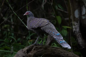 The Rare Hundred-Eyed Jungle Fowl: A Vietnam Biodiversity Treasure - image 3