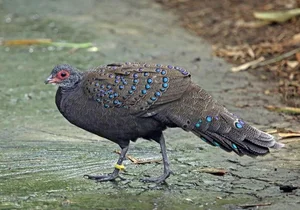 The Rare Hundred-Eyed Jungle Fowl: A Vietnam Biodiversity Treasure - image 7