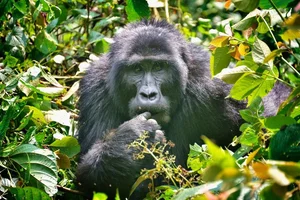 Giant Hairy Creatures of Africa's Bwindi Impenetrable Forest - image 8
