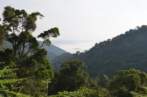 Giant Hairy Creatures of Africa's Bwindi Impenetrable Forest - image 5