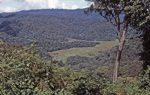 Giant Hairy Creatures of Africa's Bwindi Impenetrable Forest - image 2