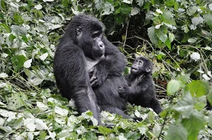 Giant Hairy Creatures of Africa's Bwindi Impenetrable Forest - image 3
