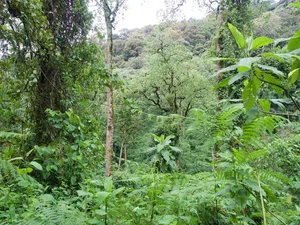 Giant Hairy Creatures of Africa's Bwindi Impenetrable Forest - image 1