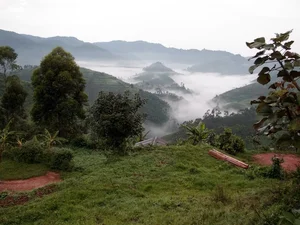 Giant Hairy Creatures of Africa's Bwindi Impenetrable Forest - image 4