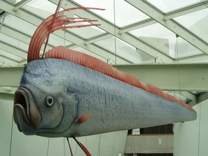 Kayakers Experience Thrilling Encounter with Rare Doomsday Oarfish - image 6