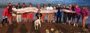 Kayakers Experience Thrilling Encounter with Rare Doomsday Oarfish - image 2