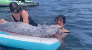 Kayakers Experience Thrilling Encounter with Rare Doomsday Oarfish - image 5