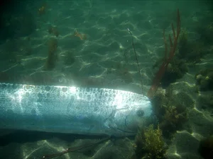 Kayakers Experience Thrilling Encounter with Rare Doomsday Oarfish - image 0