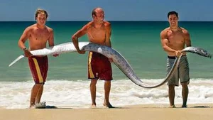 Kayakers Experience Thrilling Encounter with Rare Doomsday Oarfish - image 4