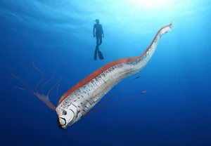 Kayakers Experience Thrilling Encounter with Rare Doomsday Oarfish - image 3