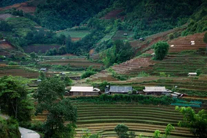 Captivating Beauty: Mu Cang Chai Rice Terraces During the Flooding Season - image 3