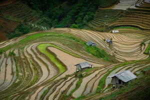 Captivating Beauty: Mu Cang Chai Rice Terraces During the Flooding Season - image 6