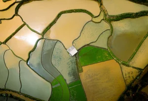 Captivating Beauty: Mu Cang Chai Rice Terraces During the Flooding Season - image 7
