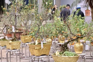 Exquisite Gold-Plated Kumquat Trees Become the Ultimate Tet 2025 Luxury Trend - image 6