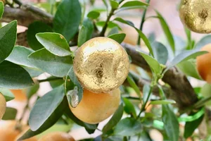 Exquisite Gold-Plated Kumquat Trees Become the Ultimate Tet 2025 Luxury Trend - image 3