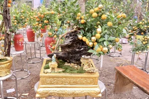 Exquisite Gold-Plated Kumquat Trees Become the Ultimate Tet 2025 Luxury Trend - image 2