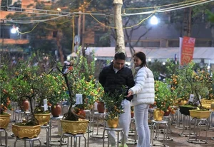 Exquisite Gold-Plated Kumquat Trees Become the Ultimate Tet 2025 Luxury Trend - image 1