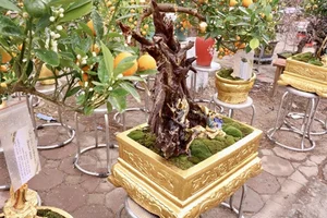 Exquisite Gold-Plated Kumquat Trees Become the Ultimate Tet 2025 Luxury Trend - image 4