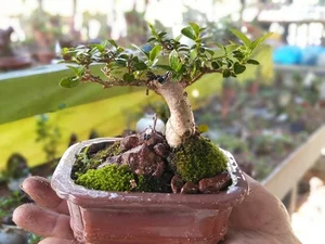 Discover the World Record Mini Bonsai Collection of a Nha Trang Artisan - image 8