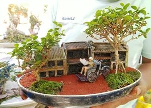 Discover the World Record Mini Bonsai Collection of a Nha Trang Artisan - image 0