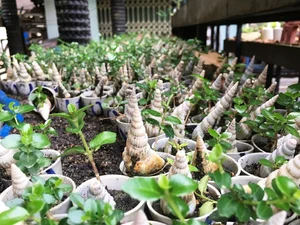 Discover the World Record Mini Bonsai Collection of a Nha Trang Artisan - image 3