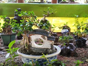 Discover the World Record Mini Bonsai Collection of a Nha Trang Artisan - image 10