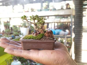Discover the World Record Mini Bonsai Collection of a Nha Trang Artisan - image 4
