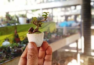 Discover the World Record Mini Bonsai Collection of a Nha Trang Artisan - image 1