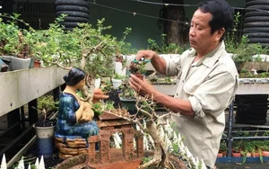 Discover the World Record Mini Bonsai Collection of a Nha Trang Artisan - image 6