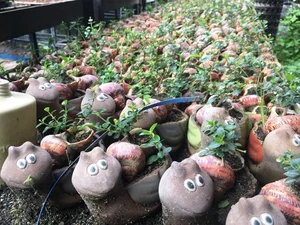 Discover the World Record Mini Bonsai Collection of a Nha Trang Artisan - image 5