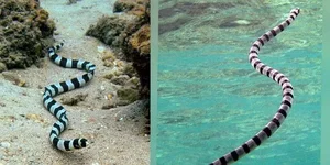 Home Safety Guide: 5 Hidden Spots Snakes Love During Heatwaves - image 1