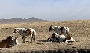 Mind-Blowing and Interesting Facts About Mongolia You Didn't Know - image 8