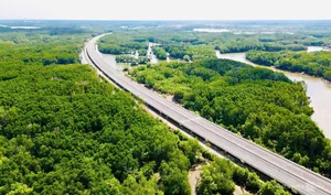 Ben Luc - Long Thanh Expressway Mangrove Forest Section Nears Completion - image 4