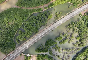 Ben Luc - Long Thanh Expressway Mangrove Forest Section Nears Completion - image 11