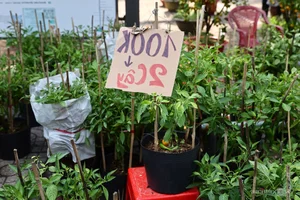 Bustling Scenes: Crowds Rush for Discounted Tet Flowers in Ho Chi Minh City - image 7