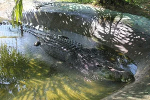 The Chilling Mystery of Giant Reptiles That Once Roamed Vietnam - image 8