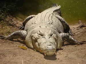 The Chilling Mystery of Giant Reptiles That Once Roamed Vietnam - image 4