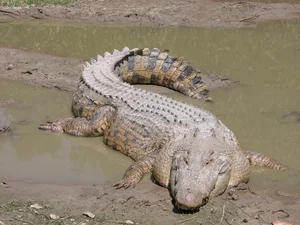 The Chilling Mystery of Giant Reptiles That Once Roamed Vietnam - image 0