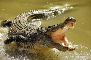 The Chilling Mystery of Giant Reptiles That Once Roamed Vietnam - image 3