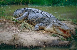 The Chilling Mystery of Giant Reptiles That Once Roamed Vietnam - image 2