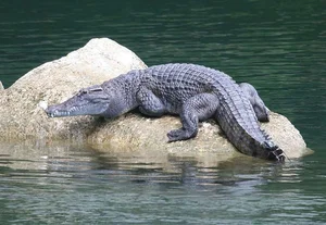 The Chilling Mystery of Giant Reptiles That Once Roamed Vietnam - image 6