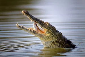 The Chilling Mystery of Giant Reptiles That Once Roamed Vietnam - image 7