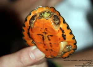 Vietnam’s Unique Turtles: Three Species That Can ‘Transform’ Quickly - image 6