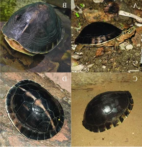 Vietnam’s Unique Turtles: Three Species That Can ‘Transform’ Quickly - image 1