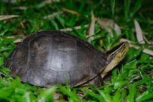 Vietnam’s Unique Turtles: Three Species That Can ‘Transform’ Quickly - image 3
