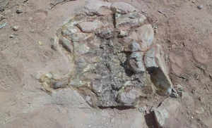 Unveiling Yeneen houssayi: The Massive 10-Ton Prehistoric Titanosaur Discovery That Rewrites Ancient History - image 3